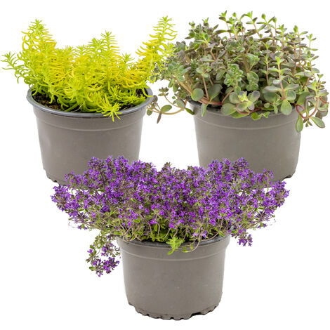 3x Sedum Mix – Plantes de rocaille – Couvre-sol – Facile d'entretien – ⌀14 cm - ↕10-20 cm - Green