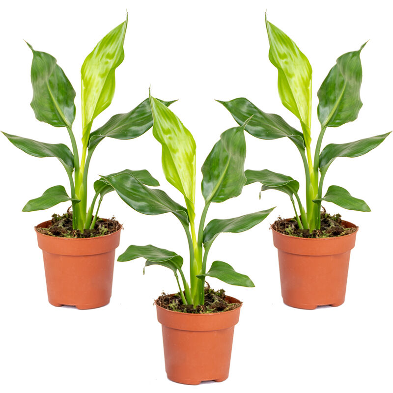 Bloomique - 3x Strelitzia Reginae - Plante oiseau de paradis - Plante et pot - Persistante – ⌀12 cm - ↕30-40 cm - Green