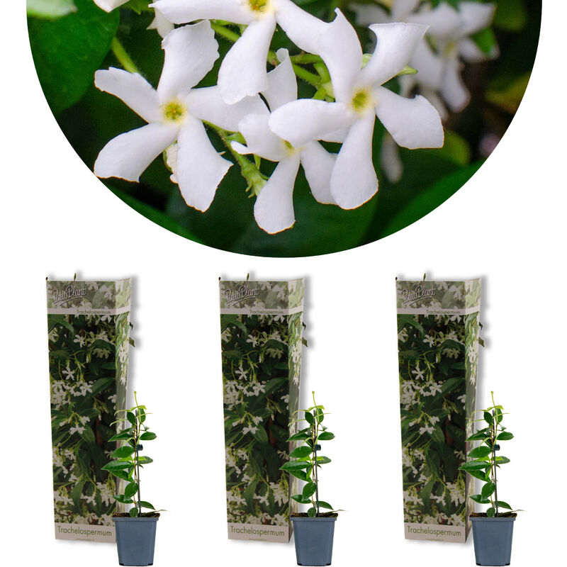 Bloomique - 3x Trachelospermum Jasminoides – Jasmin de Toscane – Plante grimpante – Rustique – ⌀9 cm - ↕15-20 cm - White