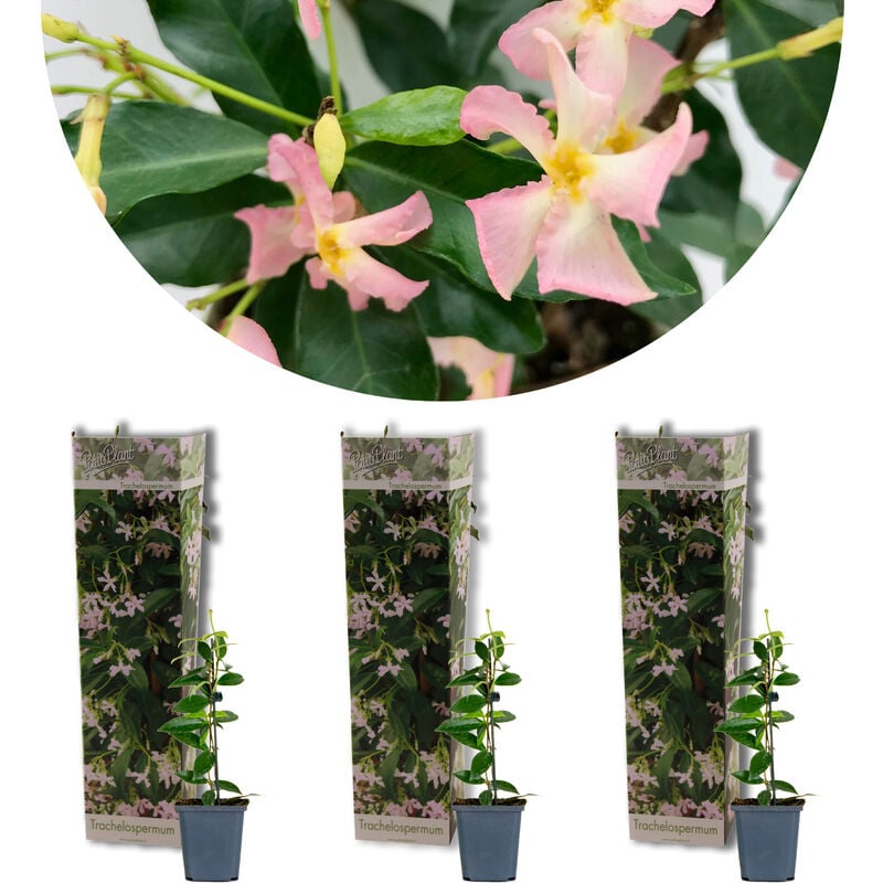 Bloomique - 3x Trachelospermum 'Pink Showers' – Jasmin de Toscane – Plante grimante – ⌀9 cm - ↕15-20 cm