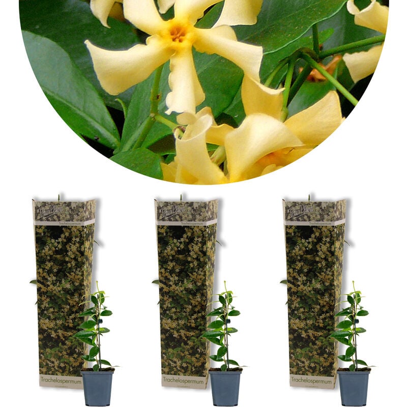 3x Trachelospermum Étoile de Toscane – Jasmin de Toscane – Rustique – ⌀9 cm - ↕15-20 cm