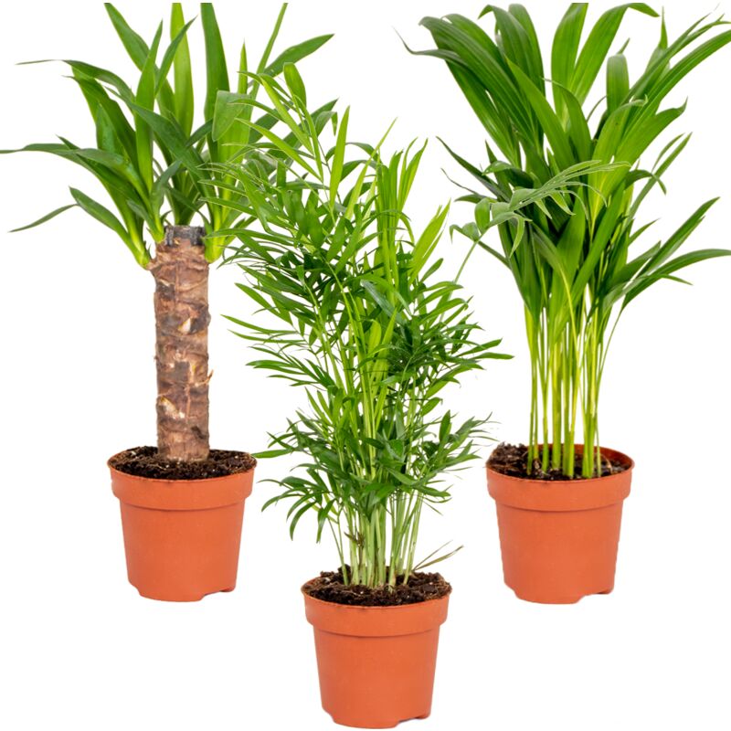 Bloomique - 3x Tropical Palm Mix – Dypsis-Chamaedorea-Yucca – Facile d'entretien – ⌀12 cm - ↕20-45 cm - Green
