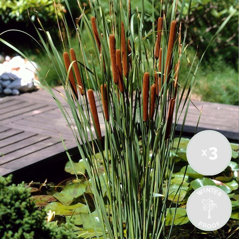 Bloomique - 3x Typha latifolia - Scirpe - Plante de bassin - Rustique - ⌀9 cm - ↕15-25 cm - No flowers