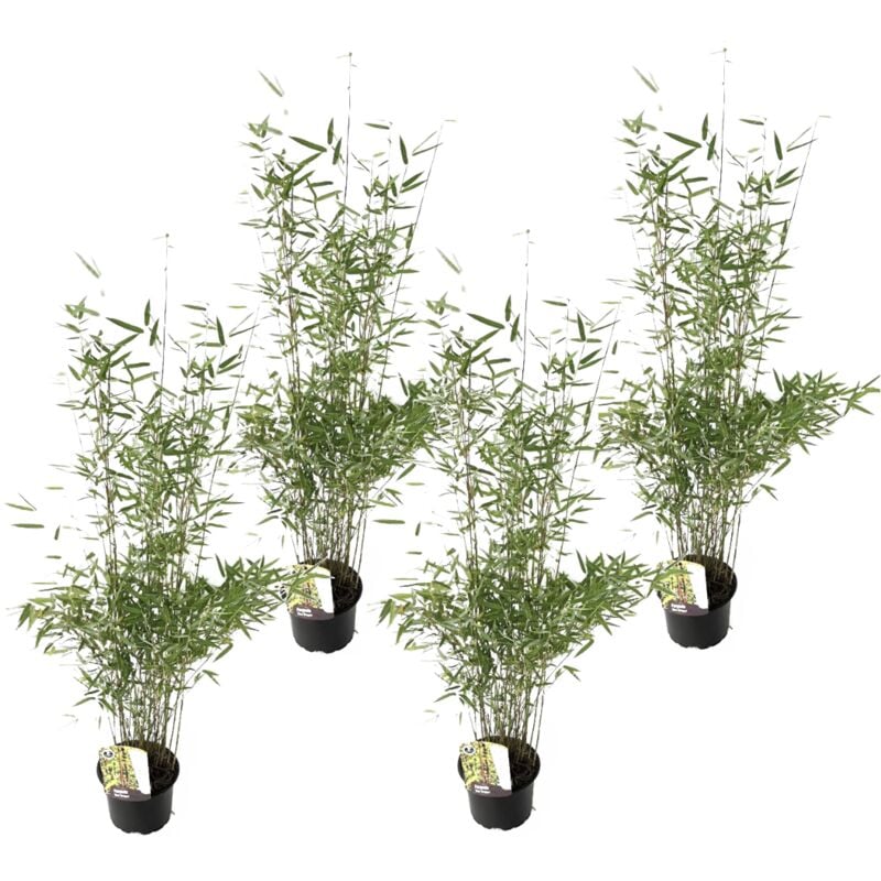 Plant In A Box - 4 Fargesia Red Dragon - Bambou rouge et non invasif - Pot 17cm - Hauteur 60-80cm - Vert