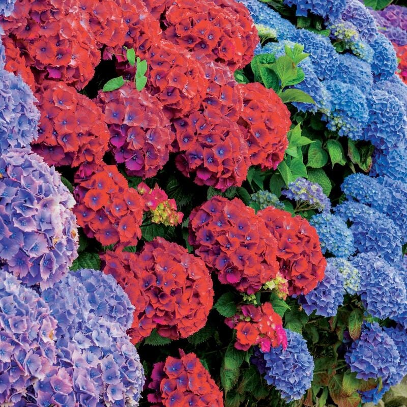 Collection de 4 Hortensias rouges et bleus - Multicolore