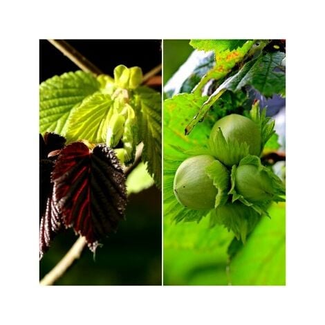 4 Plantas de Avellano Silvestre. Corylus Avellana. 30 - 40 Cm