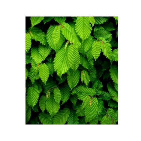 4 Plantas de Carpe para Setos. Carpinus Betulus. 30 - 40 Cm