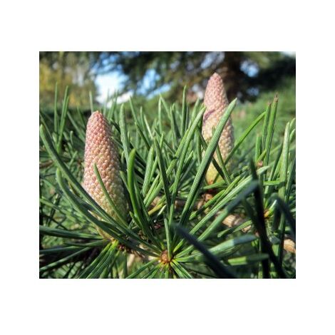 4 Plantas de Cedro del Himalaya. Cedrus Deodara