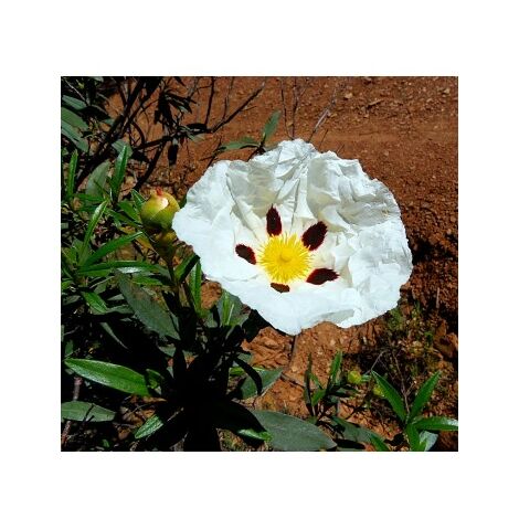4 Plantas de Cistus Ladanifer. Jara Pringosa