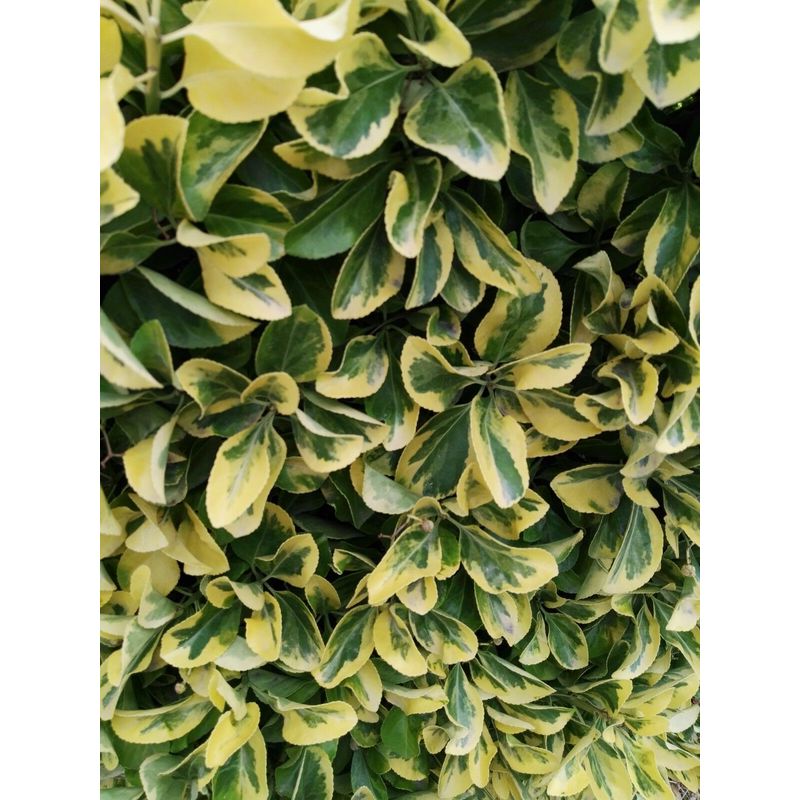 40 pz - euonymus aurea pianta da siepe arredo giardino ...