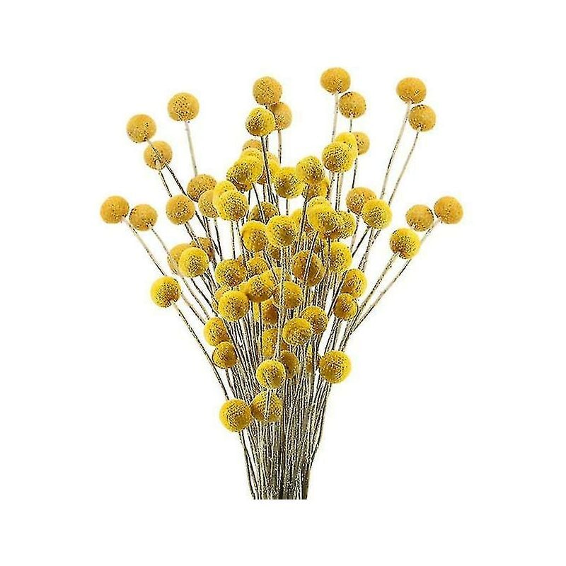 40 steli Fiori secchi naturali Fiori secchi Craspedia Bouquet floreale con palline Billy Button