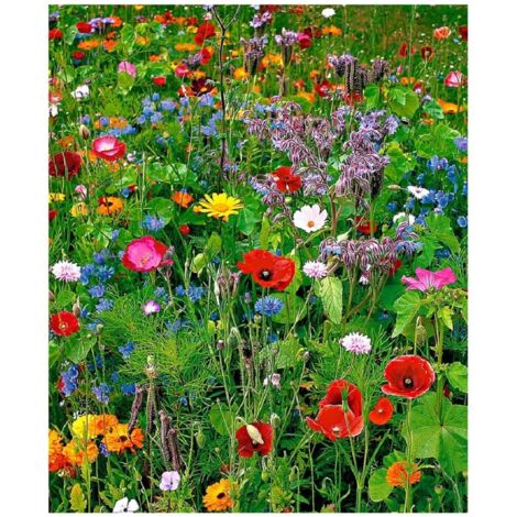 4000 graines de fleurs sauvages rares
