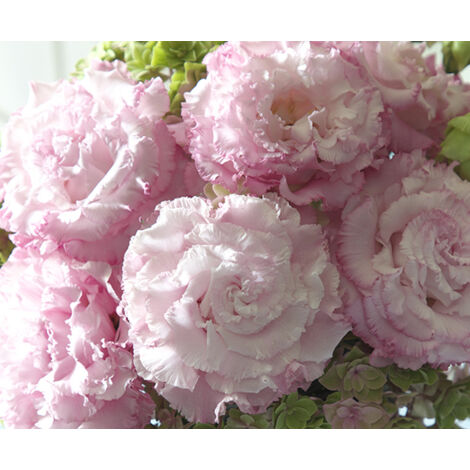 4000 Lisianthus Rose Ondulé Graines – Fleurs Décoratives Jardin Unique