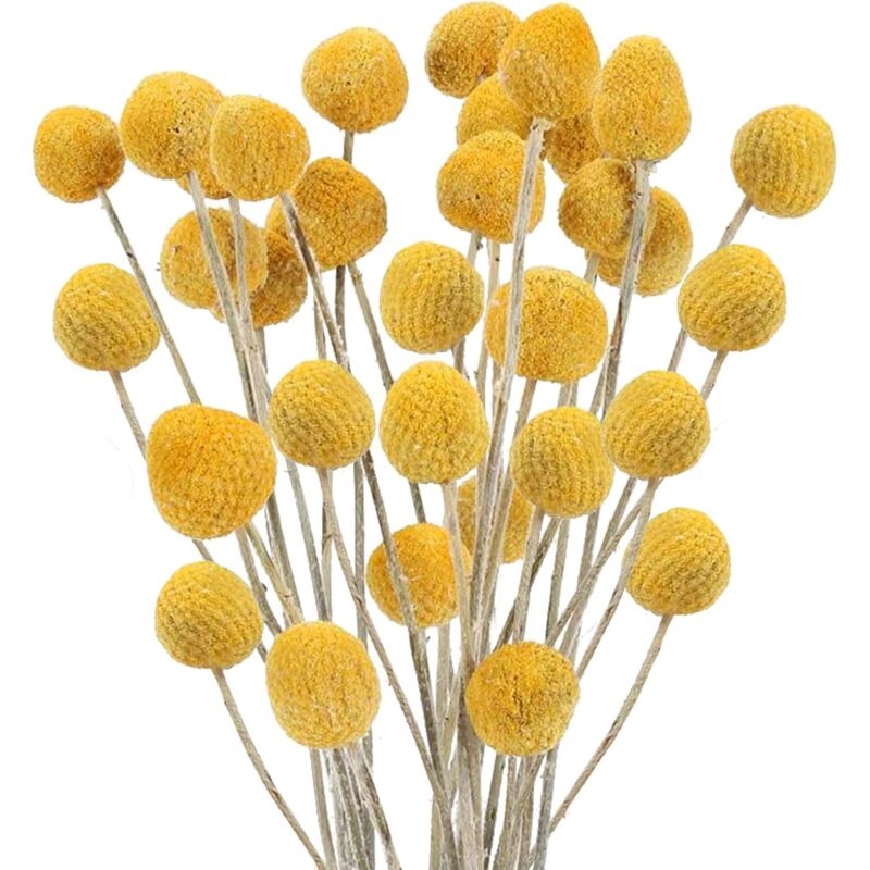 40pcs Fleurs Séchées Naturelle Décoration 40cm Boules de Fleurs Séchées Naturelles Bouquet Fleurs Séchées Herbe pour Déco Intérieur, Chambre, Boho