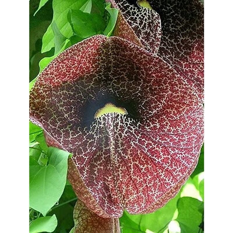 40pz Pianta Aristolochia Gigantea