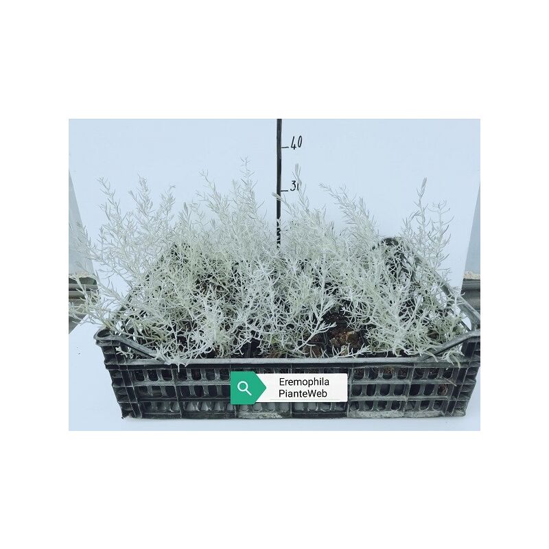 Pianteweb - 40pz Pianta Eremophila Nivea