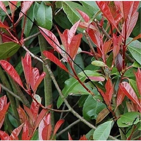 PIANTEWEB 40pz Pianta Photinia Red Robin
