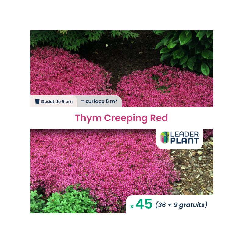 45 x Thym Creeping Red en godet