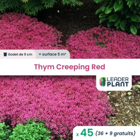 45 Thym rampant Creeping Red en godet pour une surface de 5m²