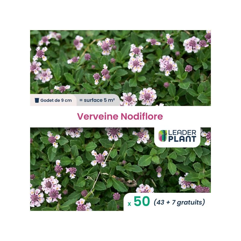 50 x Verveine nodiflore en godet