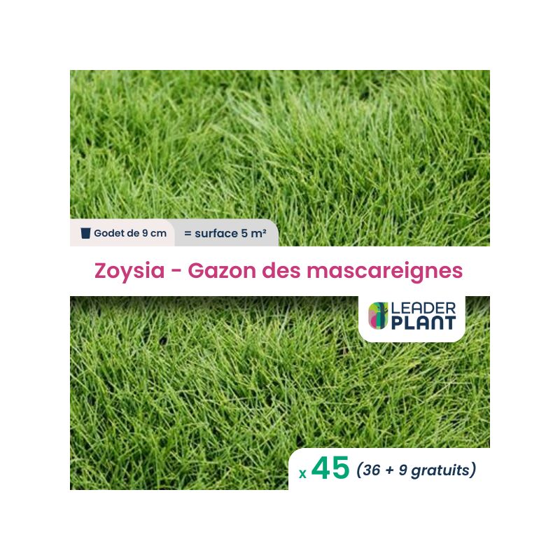 Leaderplantcom - 45 Zoysia - Gazon des Mascareignes Pour une surface de 5m²