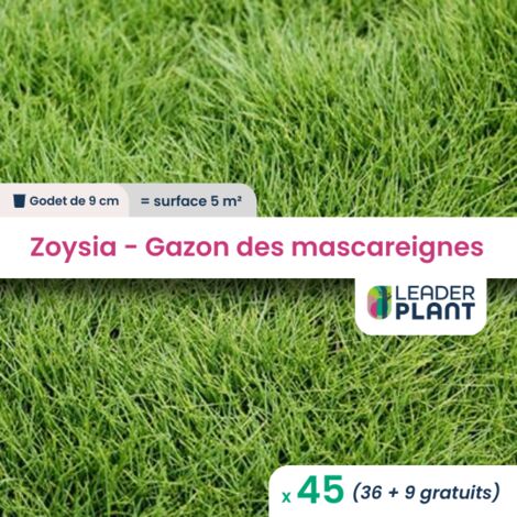 45 Zoysia - Gazon des Mascareignes Pour une surface de 5m²