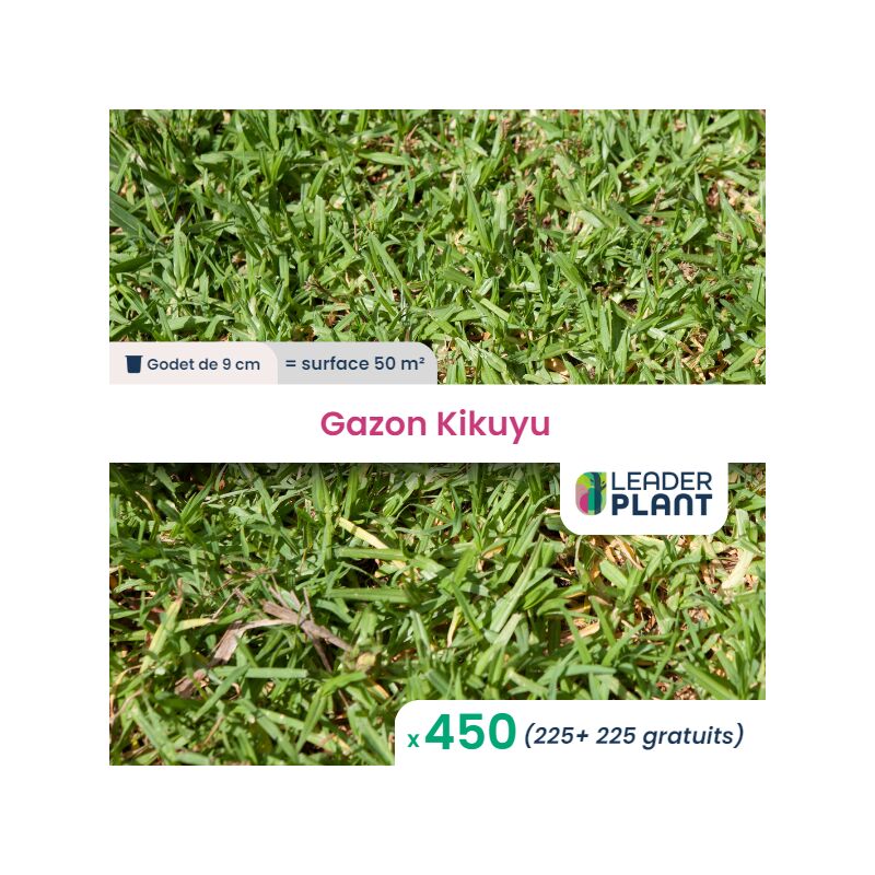 Leaderplantcom - 450 Kikuyu - Gazon Kikuyu en godet pour une surface de 50m²