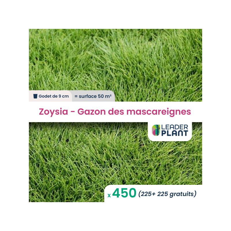 Leaderplantcom - 450 Zoysia - Gazon des Mascareignes Pour une surface de 50m²