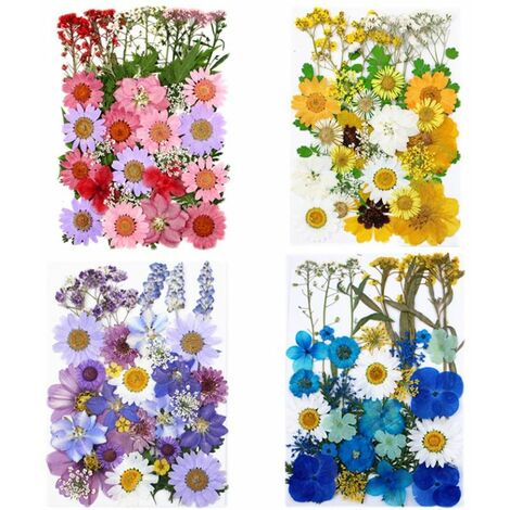 4pcs Fleurs pressé séchées Naturelles mélangées Multiples pour l'artisanat de Bricolage-Marguerites de colorées pour Bricolage Bougie résine Bijoux Ongles Pendentif Artisanat Faisant décors Floraux d'
