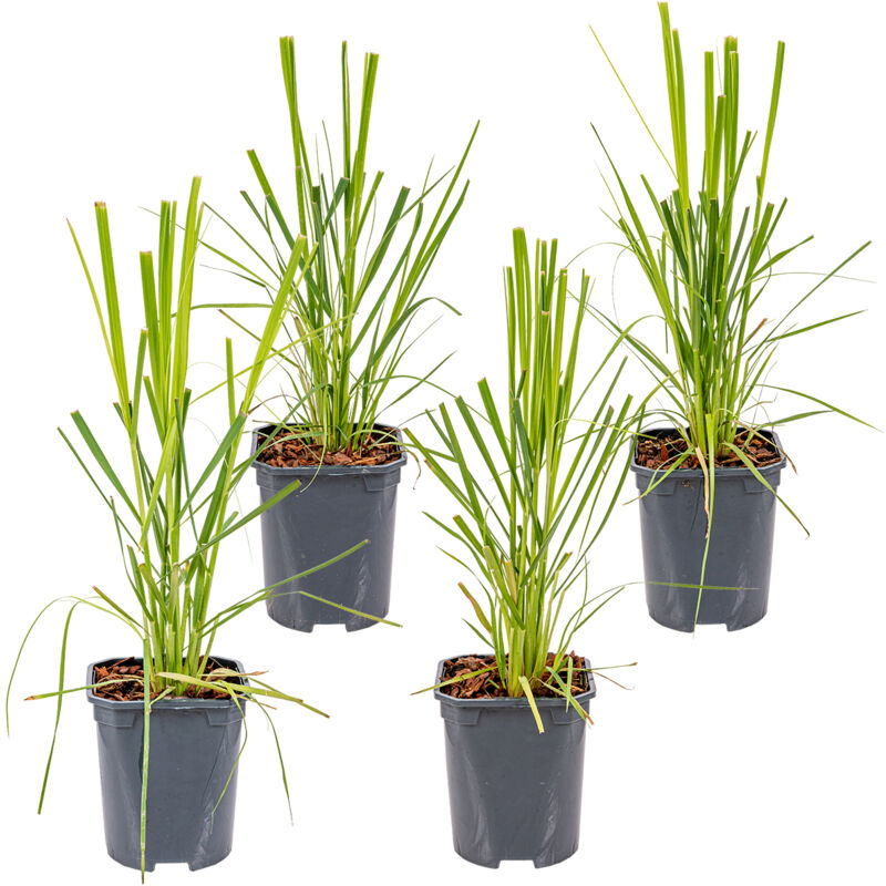 4x Cortaderia selloana Pumila P13H30