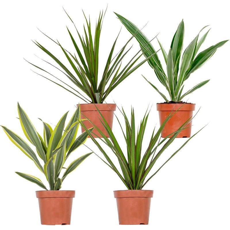 Bloomique - 4x Dracaena Plantes d'intérieur Melange -Wahnecki-Marginata-Lemon-Bicolor - Purificateur d'air – ⌀12 cm - ↕25-35