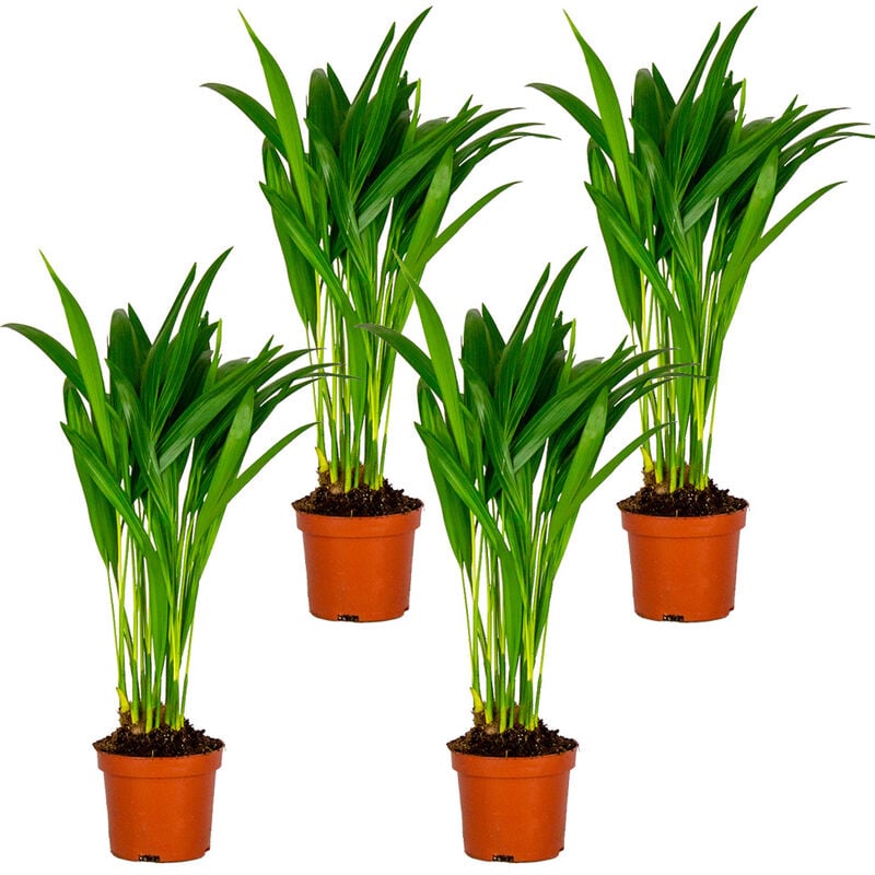 Bloomique - 4x Dypsis Lutescens - Palmier Dorés - Plante d'intérieur - Entretien facile – ⌀10.5 cm - ↕25-30 cm