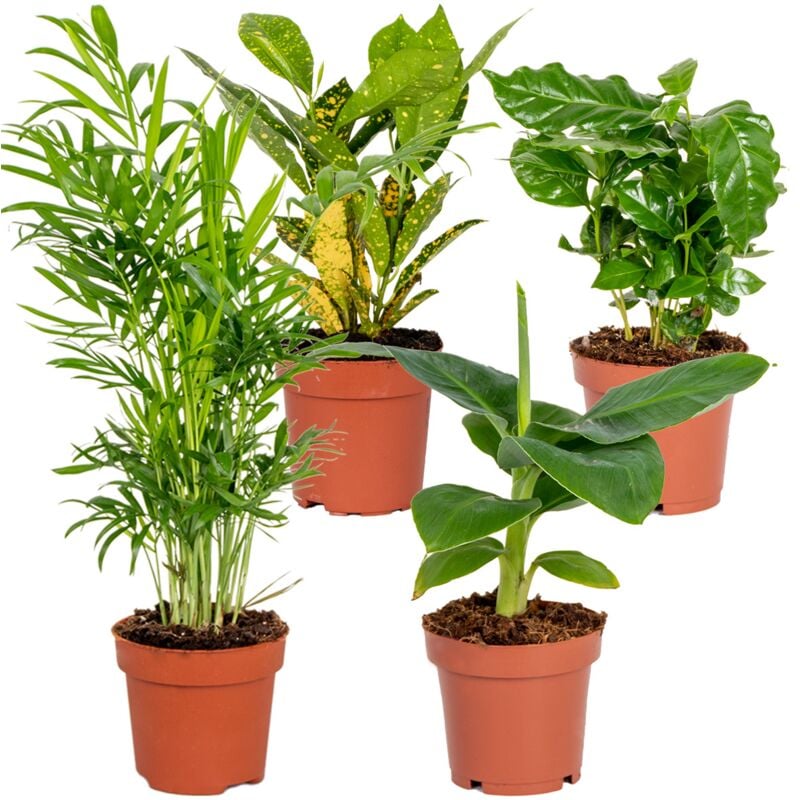 4x Mélange de plantes d'intérieur tropicales – Musa-Chamaedorea-Codiaeum-Coffea – ⌀12cm⌀25-40cm