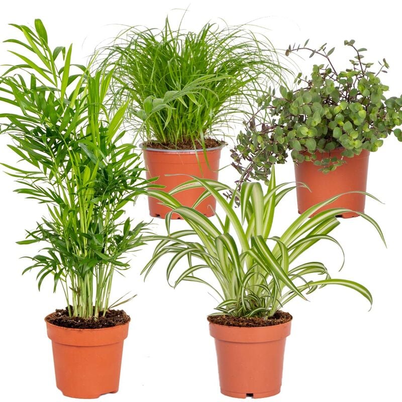 Bloomique - 4x Pet Friendly Mix – Cyperus – Chlorophytum – Chamaedorea – Callisia – ⌀12 cm - ↕15-45 cm - Green