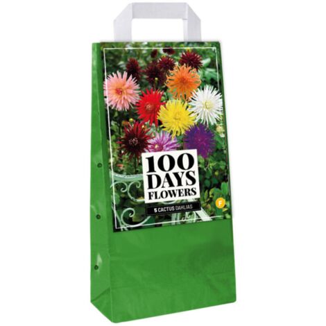 5 Bulbes Dahlias Cactus Multicolore