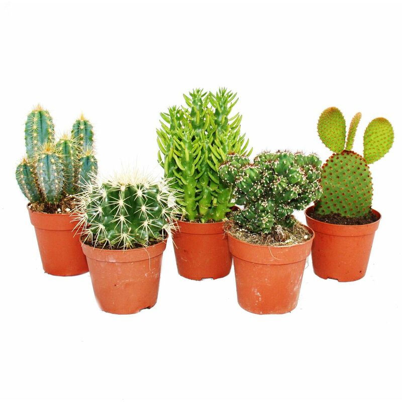 Exotenherz - 5 cactus différents de taille moyenne dans un ensemble, pot de 8,5cm, env. 12-18cm de haut