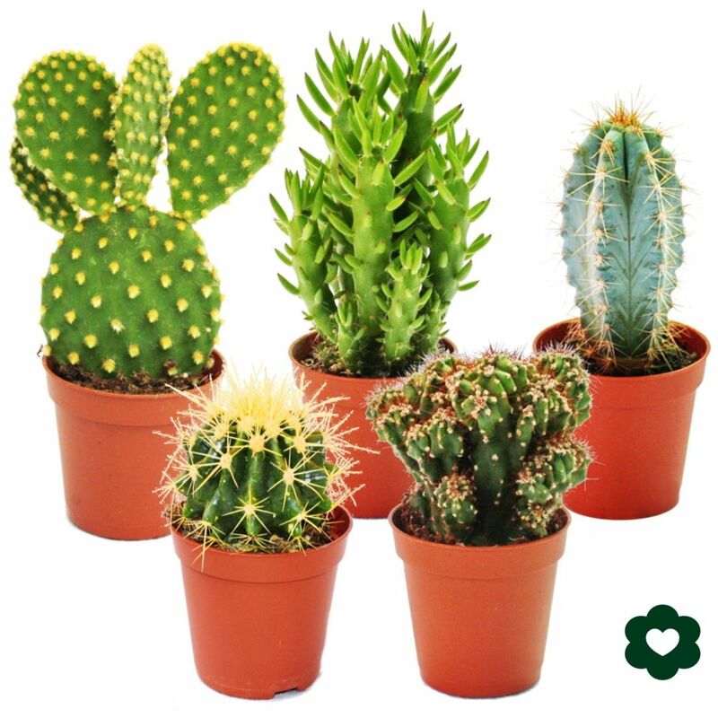 Exotenherz - 5 cactus différents en set - pot de 5,5cm