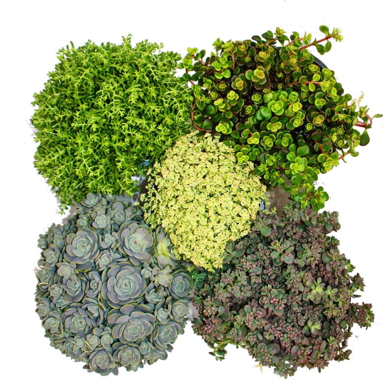 5 plantes de sedum résistantes à l'hiver - culture en pierre - jeu de couleurs varié
