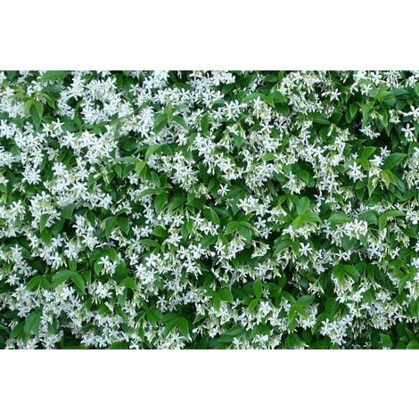 5 PZ Pianta di Rhyncospermum falso gelsomino bianco rampicante rincospermo vaso7