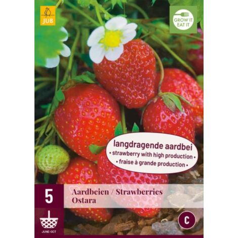 5 racines de Fraisiers Ostara