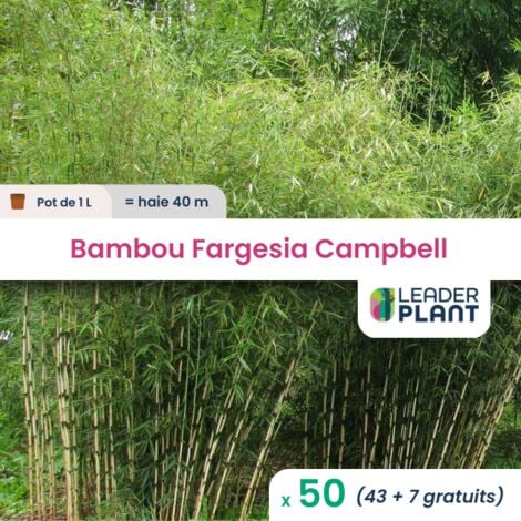 50 Bambou Fargesia Campbell en pot de 1 Litre