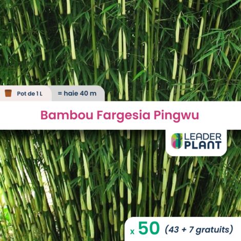 50 Bambou Fargesia Pingwu en pot de 1 Litre