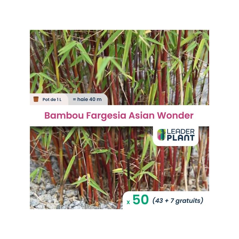 Bambou Fargesia Asian Wonder 60/70
