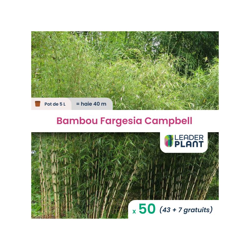 Leaderplantcom - 50 Bambou Fargesia Campbell en pot de 5 Litres