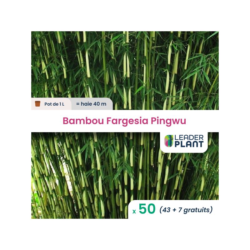 50 Bambou Fargesia Pingwu en pot de 1 Litre