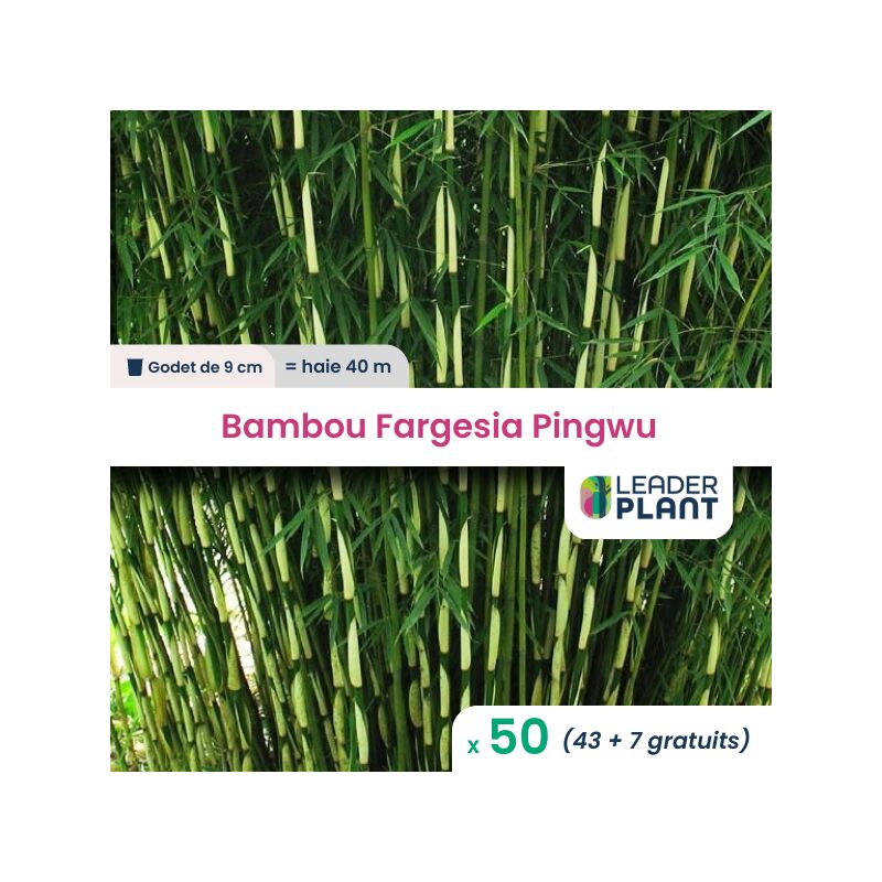 50 Bambou Fargesia Pingwu en Godet