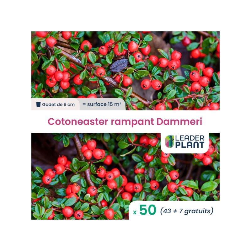 Leaderplantcom - 50 Cotoneaster rampant Dammeri en godet pour une surface de 15m²