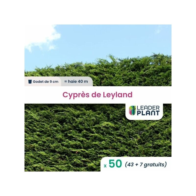 Leaderplantcom - 50 Cyprès de Leyland en Godet pour la plantation d'une haie de 40m
