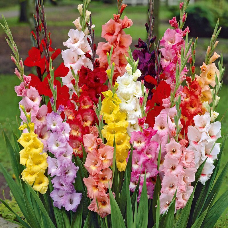 50 Glaïeuls à grandes fleurs en mélange - 10 - 10 - Willemse - Multicolore