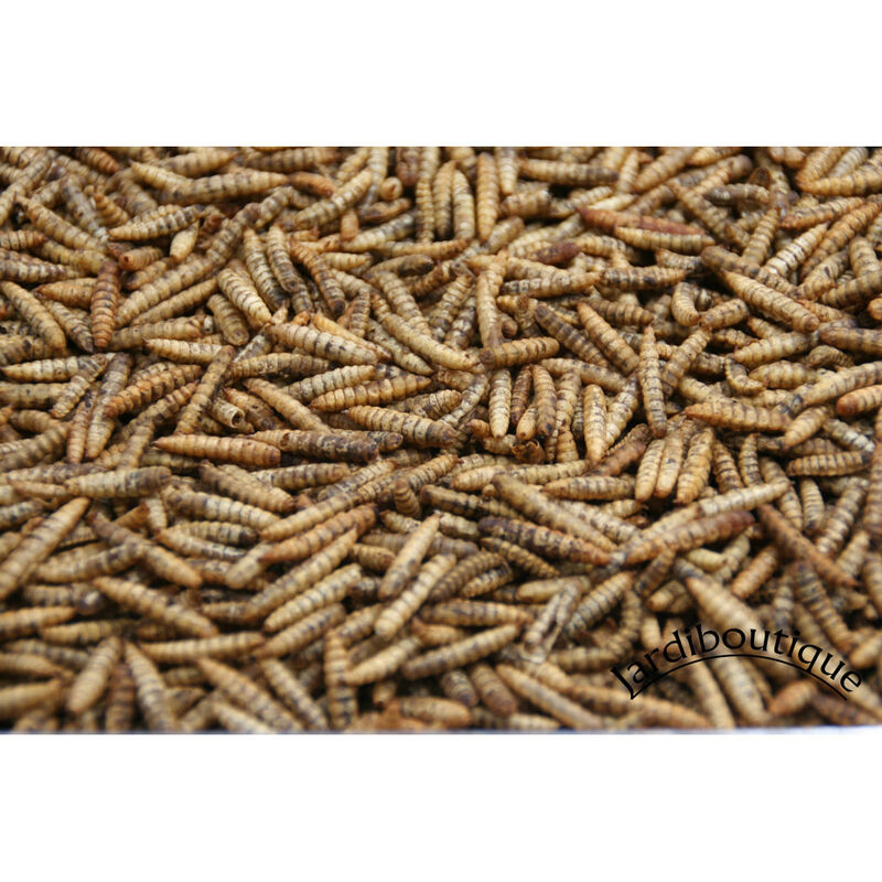 

50 gr de comida para aves silvestres Reptiles Anfibios y erizos